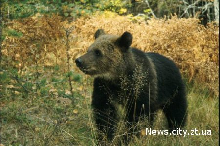 На Житомирщині в приватному будинку проживає ведмідь нелегал.