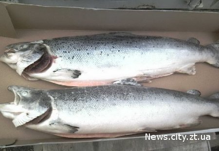 У Житомирській області затримана контрабанда замороженого лосося на 80 тис. доларів.