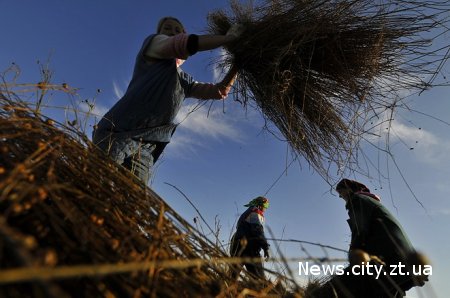 Китайці готові купувати в Житомирській області льон