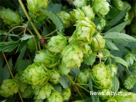 У Житомирській області німецька компанія займатиметься обробкою сировини для пива