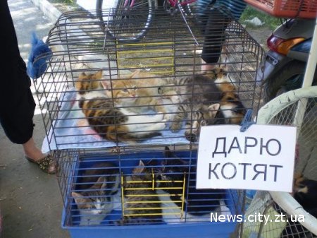У Житомирі на Житньому ринку хочуть заборонити торгівлю тваринами