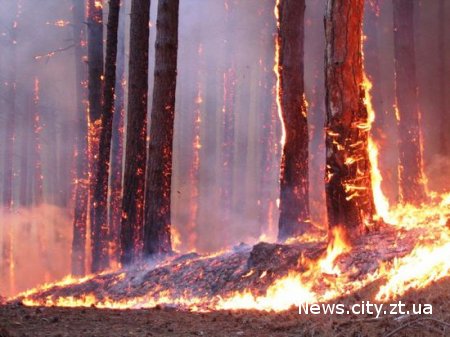 У Житомирській області за літо згоріло 54 га лісу. Прокуратура порушила кримінальні справи