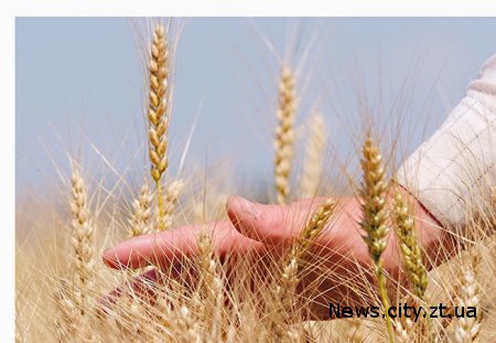 В Україні зібрано 29 млн. тон зерна