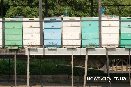 У Житомирській області бджоли покусали людей, які гасили палаючі вуликі