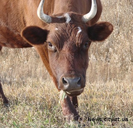 У Житомирській області зареєстрований випадок коров'ячого сказу