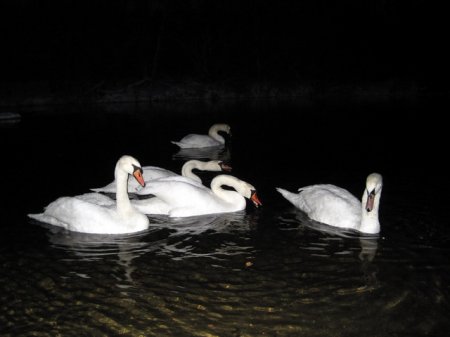 У Житомирській області зимують білі лебеді