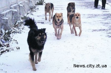 У Житомирській мерії кажуть, що не отруювали бездомних собак