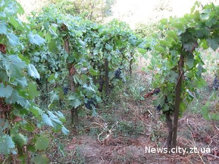 Как выбрать сроки внесения удобрений на виноградном участке