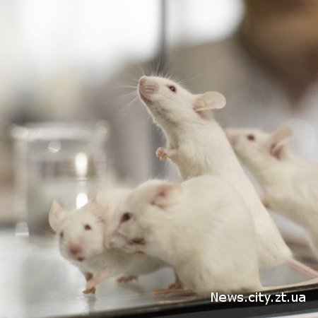 Співаючі миші шокували вчених