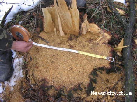 У Житомирській області охоронці два роки незаконно вирубали дерева навколо кар'єру