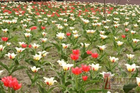 У саду Житомирського університету розцвіли тисячі тюльпанів посаджені студентами.