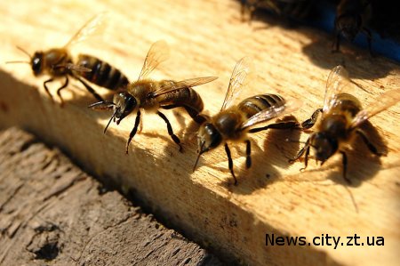 Житомирська влада підтримає бджолярів: з обласного бюджету виділено 700 тис.грн.