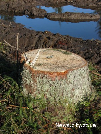 У Київській та Житомирській областях відзначать кожне зрубане дерево