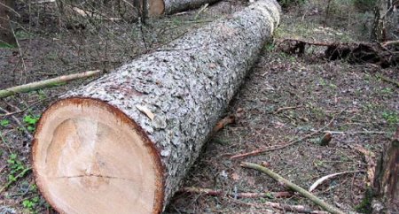 У Житомирській області зрізане дерево вбило лісоруба