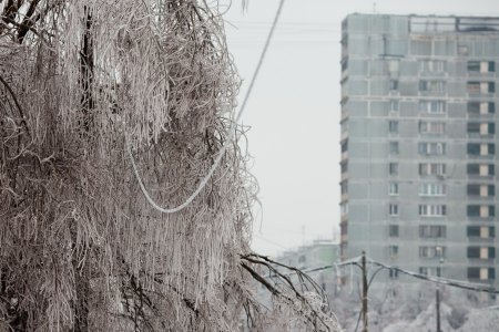 У Житомирі аварійне дерево обірвало дроти електромережі, залишивши жителів без електрики