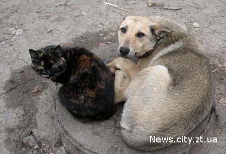 В Житомирській області почав працювати притулок для бездомних тварин