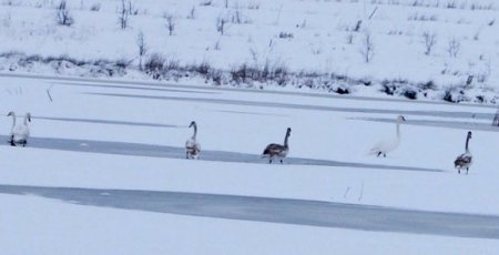 У райцентрі Житомирської області на замерзлому озері поселилося 54 лебеді