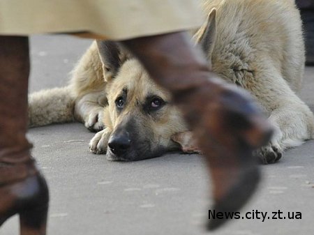 Наступного року у Житомирі відкриють центр для безпритульних собак