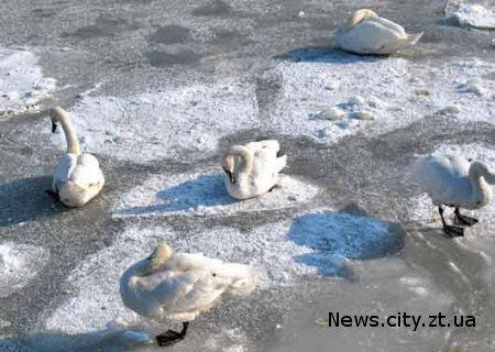 В Житомирській області завдяки місцевій жительці була врятована зграя лебедів