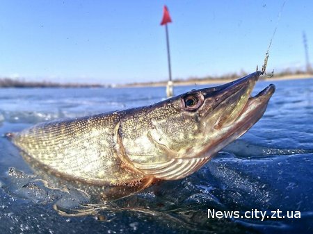 В Житомирській області оголошена весняно-літня заборона на вилов риби.