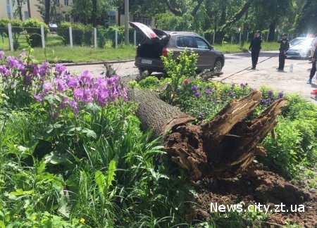 В Житомирі дерево впало на автомобіль та травмувало чоловіка