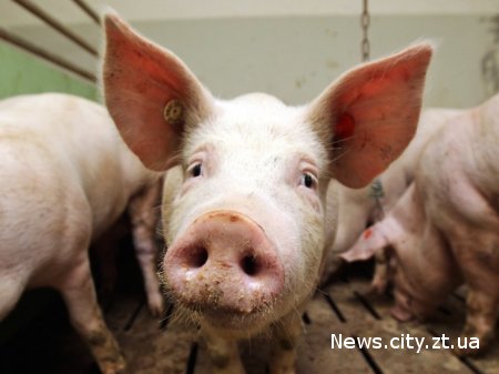 На підприємстві у Житомирському районі виявили африканську чуму свиней
