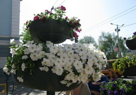 Біля Житомирської мерії поставили стійки з квітами на 4 тис. грн.