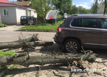 В Житомирі дерево впало на автомобіль та травмувало чоловіка