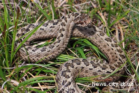 На Житомирщині отруйні змії атакують людей